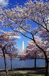'Video thumbnail for Cherry Trees in Washington, DC'